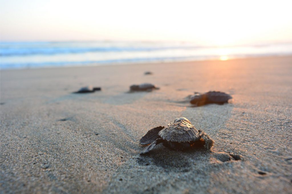 Mon Repos Turtle Encounter Gateway Marina